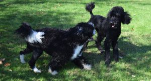 Dogs playing at Stradbrook Kennels in Long Valley NJ