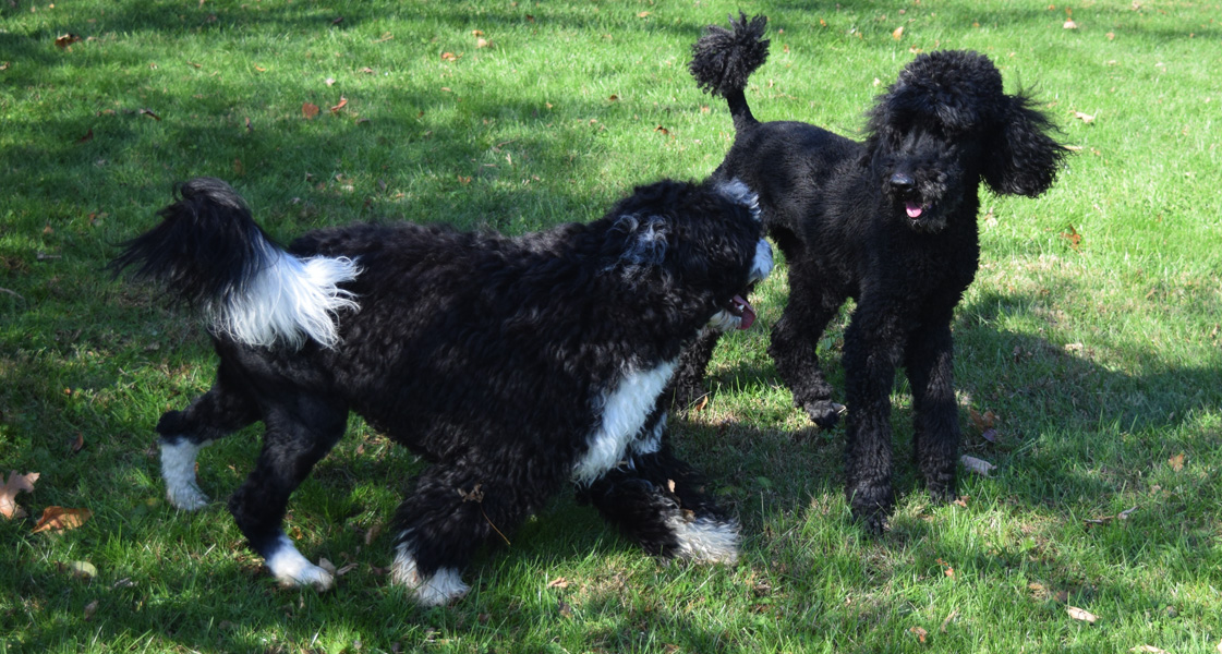Dogs playing at Stradbrook Kennels in Long Valley NJ